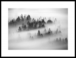 Постер лес хвойный туман черно-белый