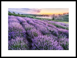 Постеры поле Лаванда цветы Франция
